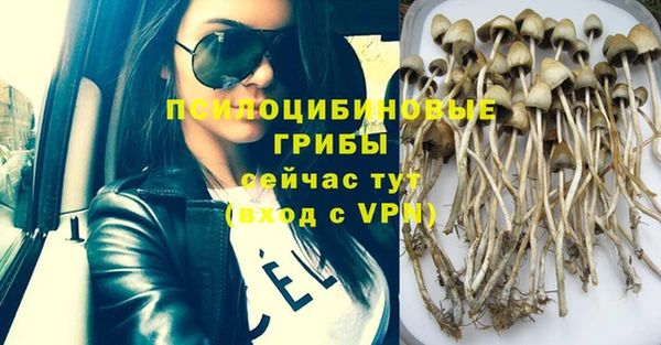стафф Новозыбков